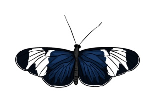 Blue & White Butterfly Illustrations: A Designer's Asset