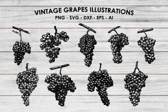 Grapes Illustrations SVG: Vintage Vectors for Your Projects
